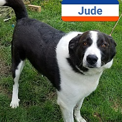 Thumbnail photo of Jude #1