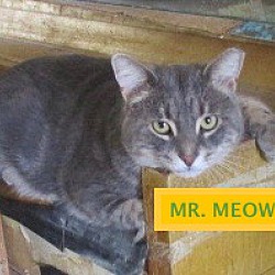 Photo of MR. MEOW adopted 9-29-18