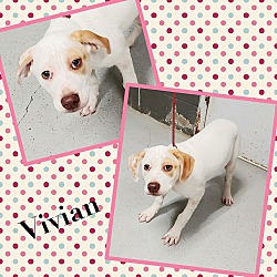 Photo of VIVIAN