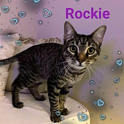 Thumbnail photo of Rockie #1