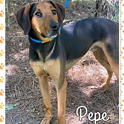 Thumbnail photo of PEPE (R) - see videos #3