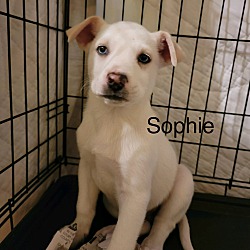 Thumbnail photo of Sophie #1