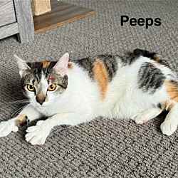 Thumbnail photo of Peeps #3