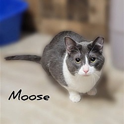 Photo of MOOSE (Bonded Pair)