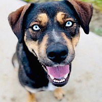 adopt a pet