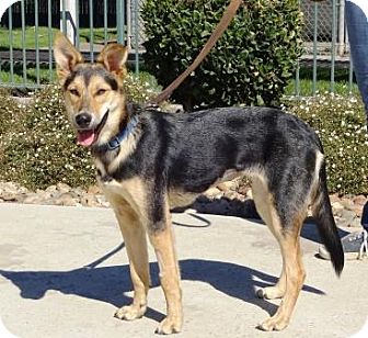 Lathrop Ca Shepherd Unknown Type Meet Aubrey A Pet For Adoption