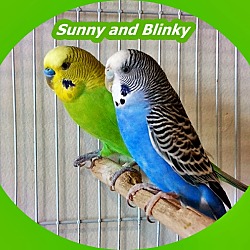 Photo of Sunny and Blinky