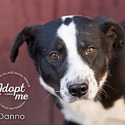 Thumbnail photo of Danno #1