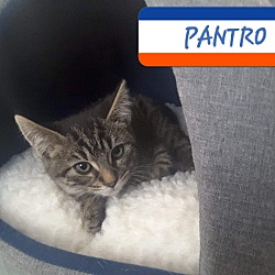 Thumbnail photo of Pantro #2