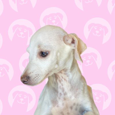 Carlsbad, CA - Chihuahua/Whippet. Meet . Cinnamon Dolce a Pet for ...