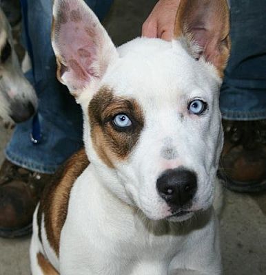 Saylorsburg, Pa - Australian Cattle Dog Hound (unknown Type). Meet 