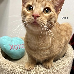 Thumbnail photo of Orion #1