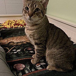 Photo of Tiger
