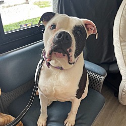 Photo of Lulu