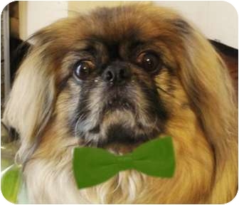 Beckley Wv Pekingese Meet Kato Wv A Pet For Adoption