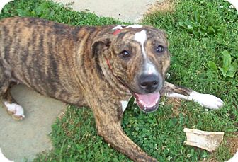 mountain cur coonhound