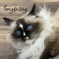 Thumbnail photo of Gypsy PENDING #1