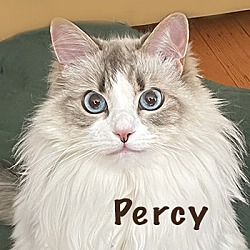 Photo of Percy PENDING