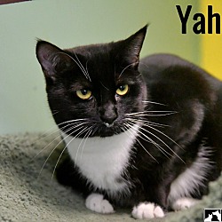 Thumbnail photo of Yahtzee #4
