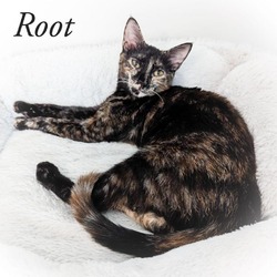 Photo of Root