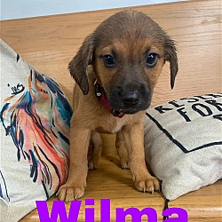 Photo of wilma