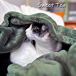 Thumbnail photo of Sweet Tea #3