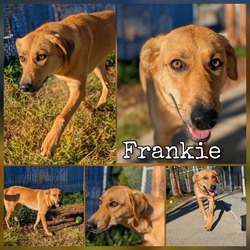 Thumbnail photo of Frankie #1