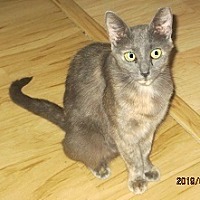 adopt a pet