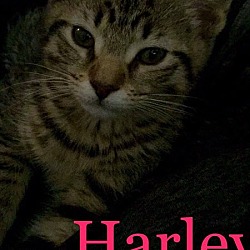 Thumbnail photo of Harley #1
