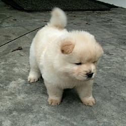 Thumbnail photo of Piper-Chow Female #2