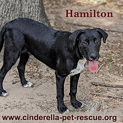 Photo of Hamilton