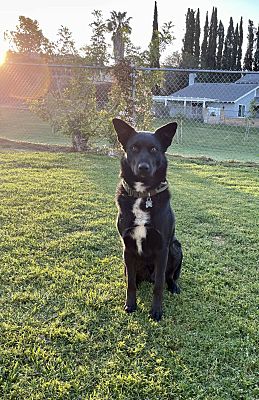 Yorba Linda, CA - German Shepherd Dog/Husky. Meet Arlo a Pet for ...