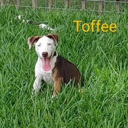 Thumbnail photo of Toffee #4