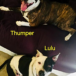 Thumbnail photo of Lulu and Thumper #3