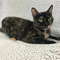 adopt-pet