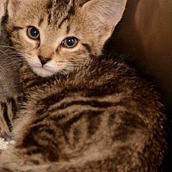 Thumbnail photo of Pixiebob/Bengal mix kittens #2