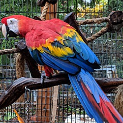 Photo of 12 Year Old F Scarlet Macaw