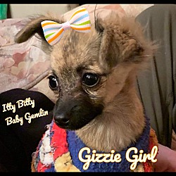 Photo of Gizzie Girl