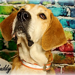 Thumbnail photo of Buddy~adopted! #1