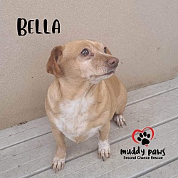 Photo of Bella (Courtesy Post)