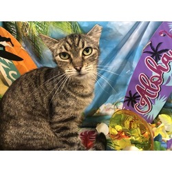 Photo of NILLA
