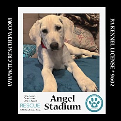 Photo of Angel Stadium (Ballpark Pups) 050424
