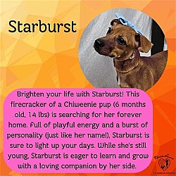 Photo of Starburst