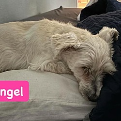 Thumbnail photo of Angel #4