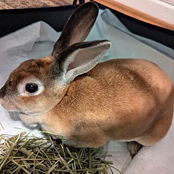 Thumbnail photo of Bun-Bun #1