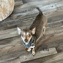 Thumbnail photo of Lila #2