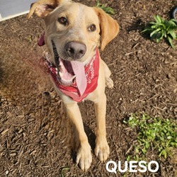 Thumbnail photo of Queso #1