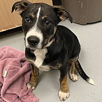 adopt a pet