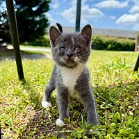 adopt a pet