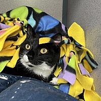 adopt a pet